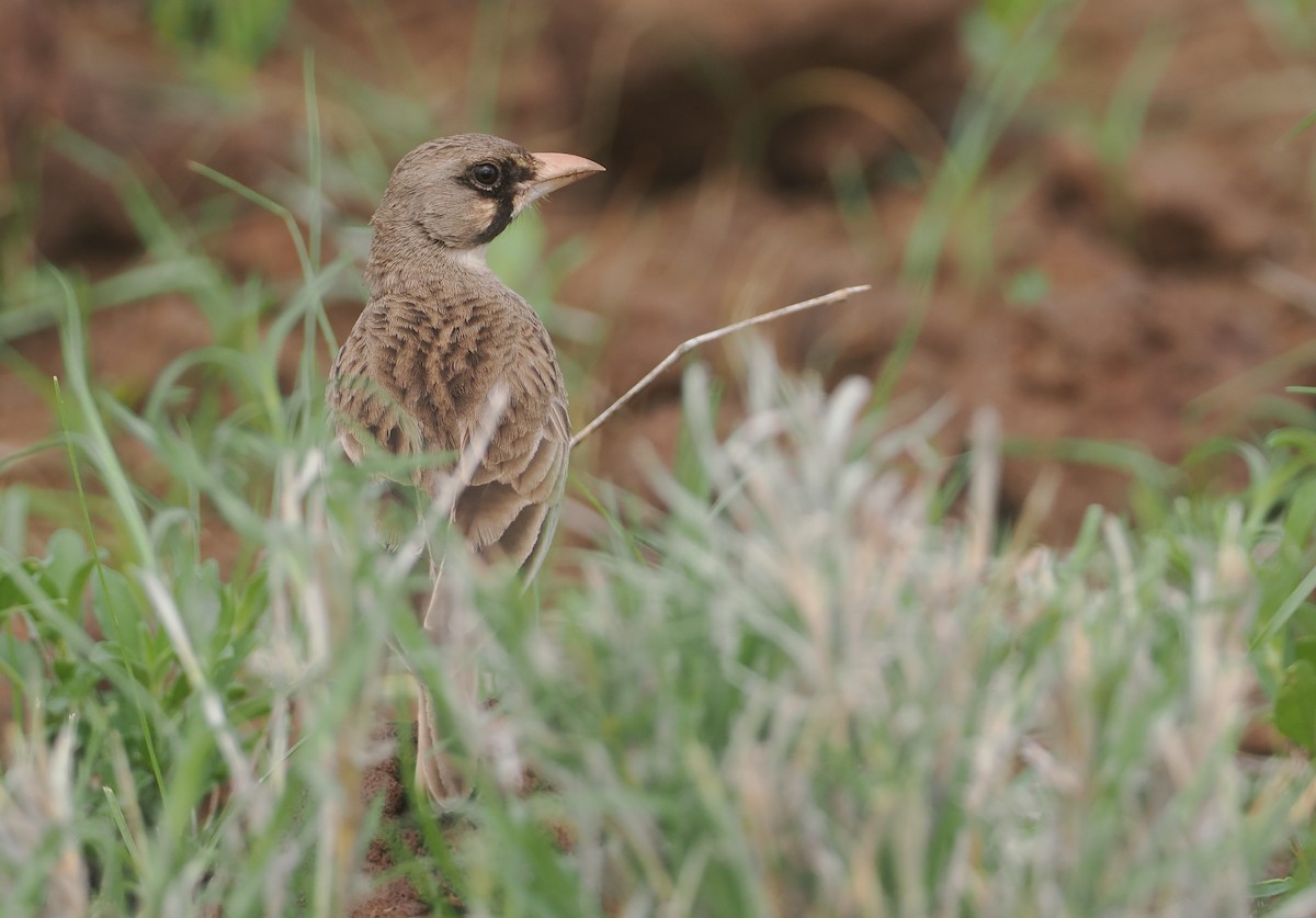 Masked Lark - ML647315904