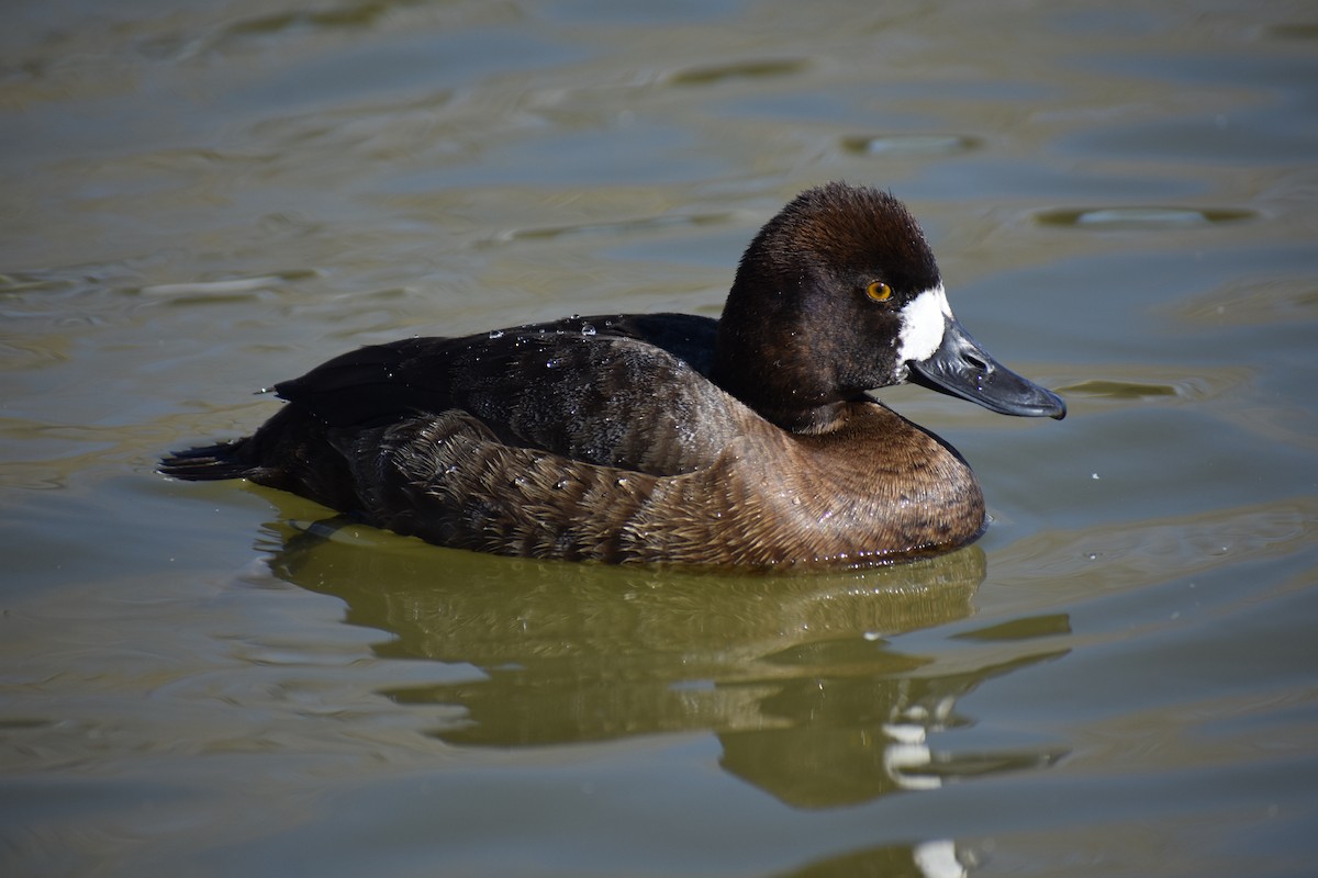 コスズガモ - ML647315910