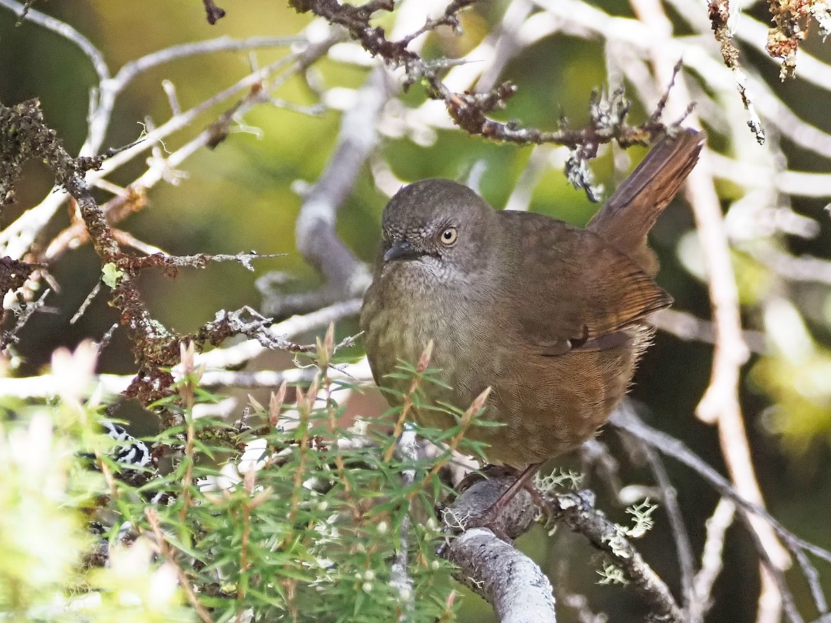 Tasmanian Scrubwren - ML647315926