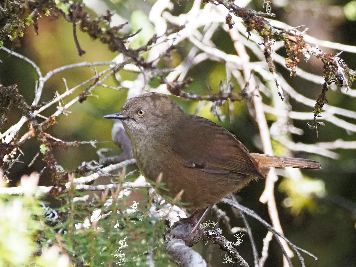 Tasmanian Scrubwren - ML647315927