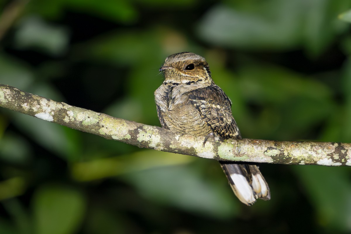 Jerdon's Nightjar - ML647315929