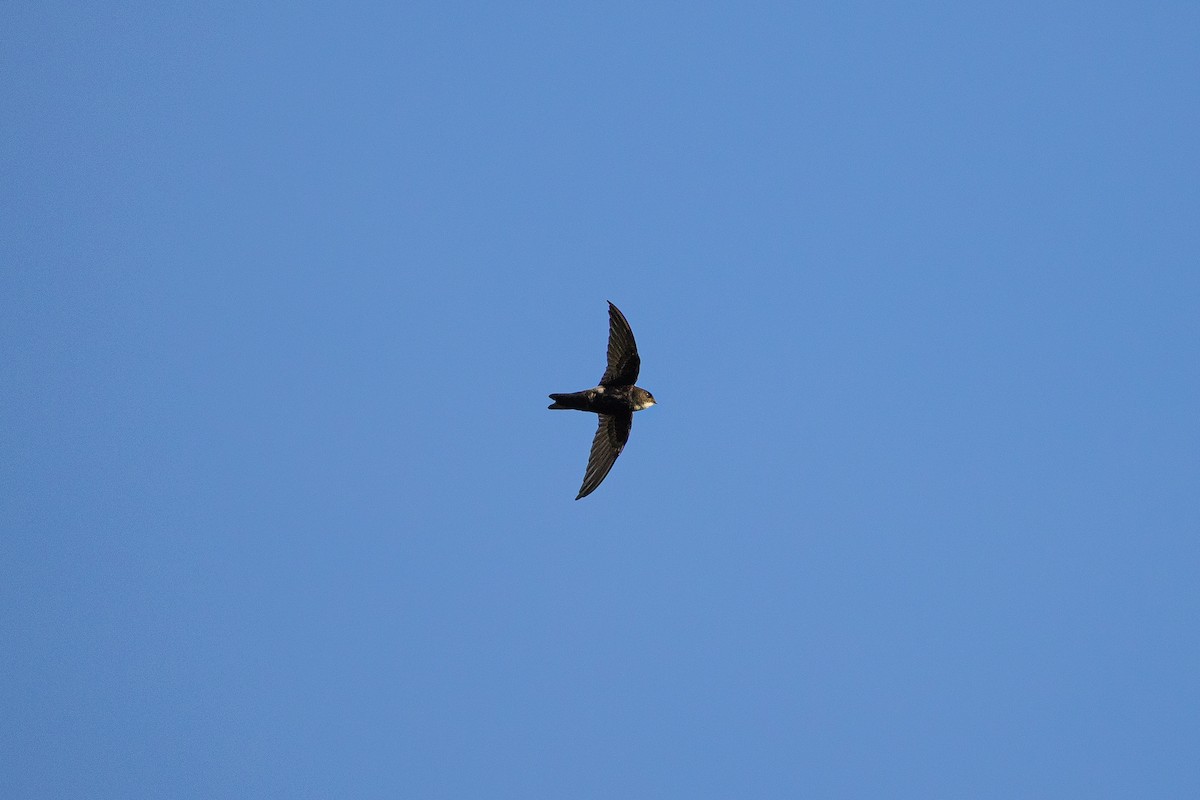 House Swift - ML647315942