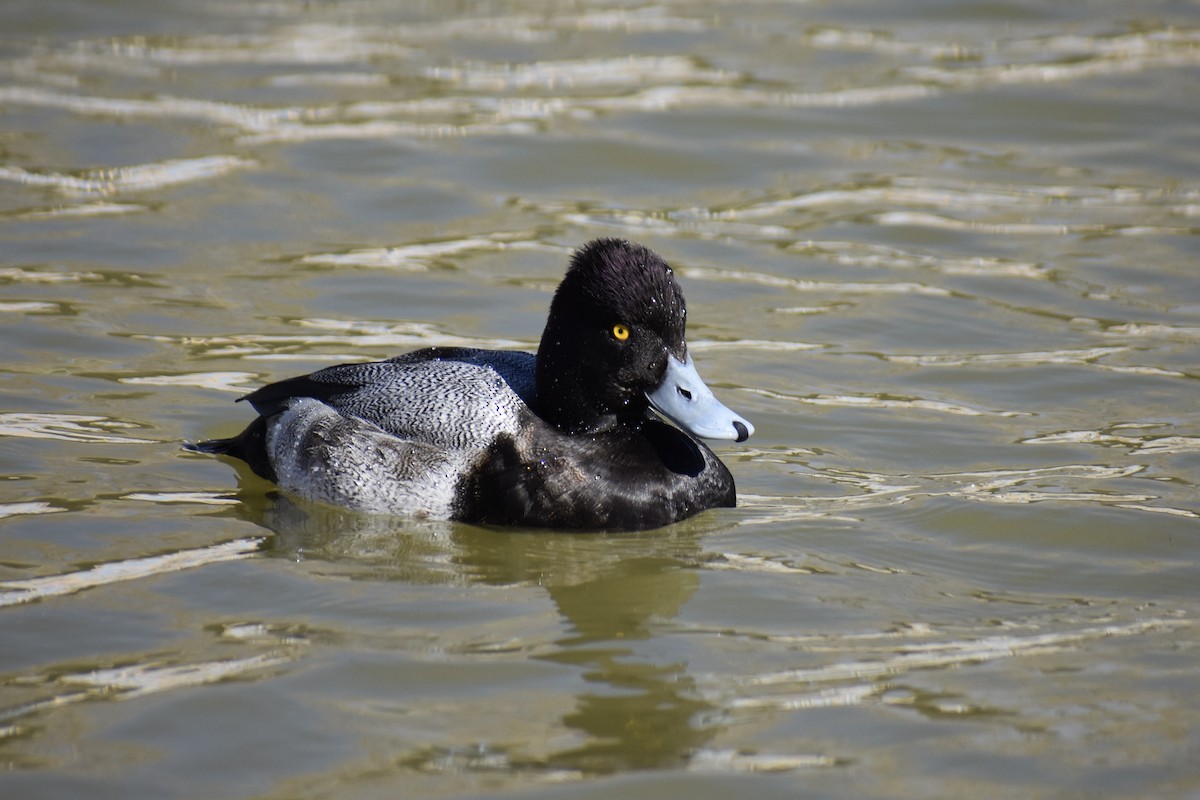 コスズガモ - ML647315943