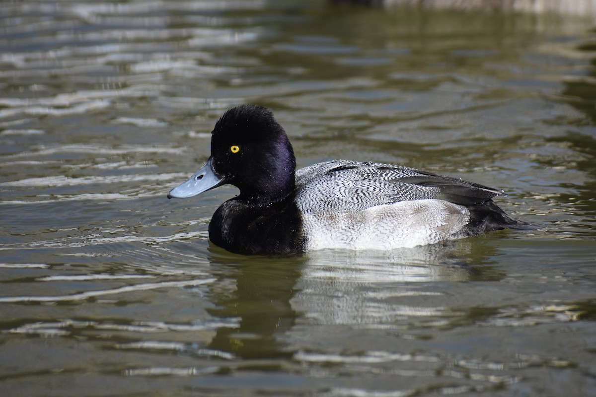 コスズガモ - ML647315945