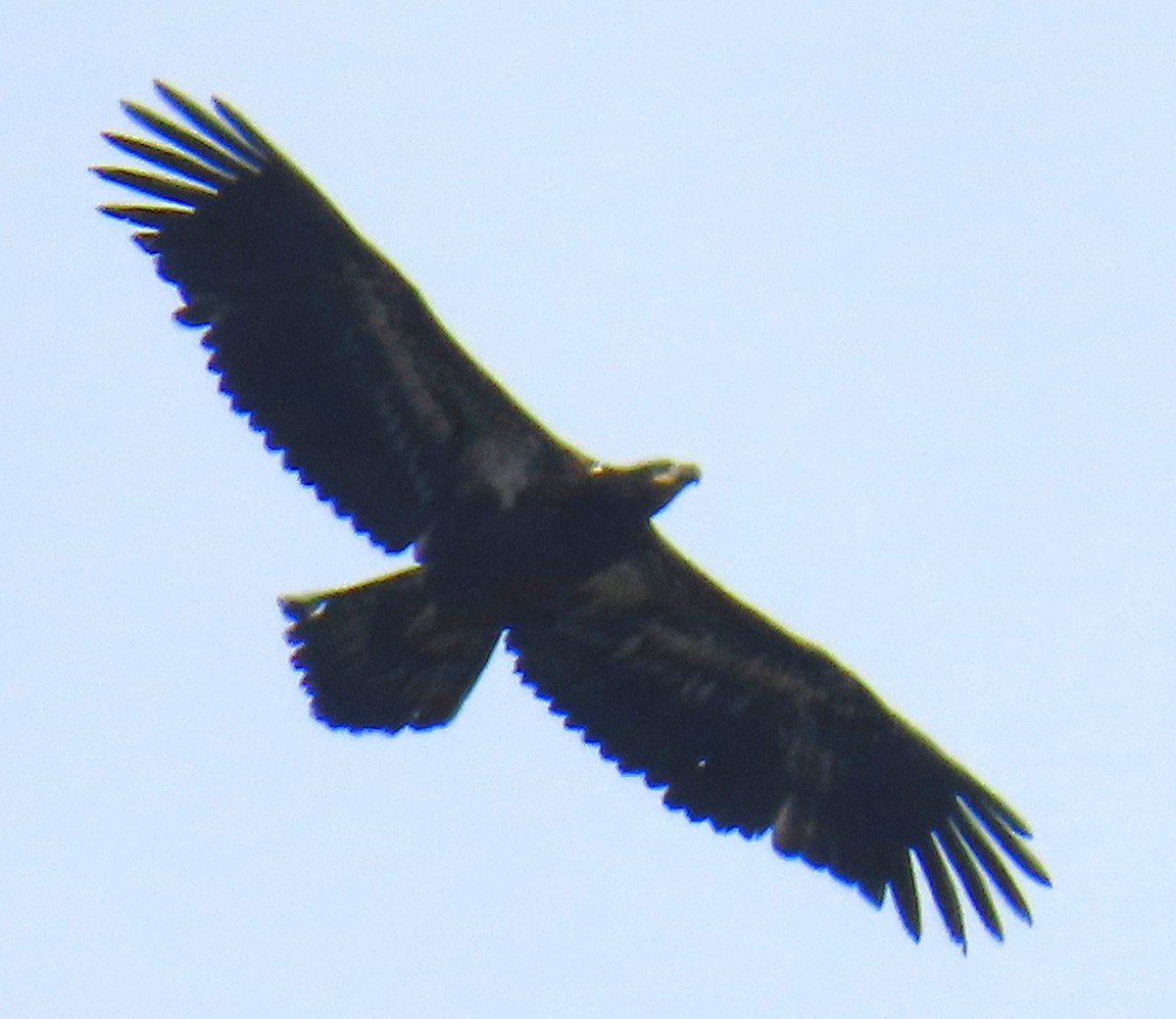 Itsas arrano buruzuria - ML647315947