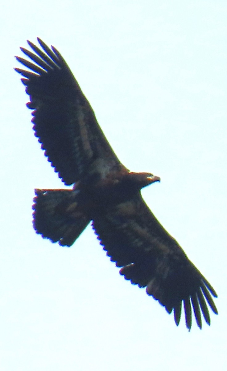 Itsas arrano buruzuria - ML647315948