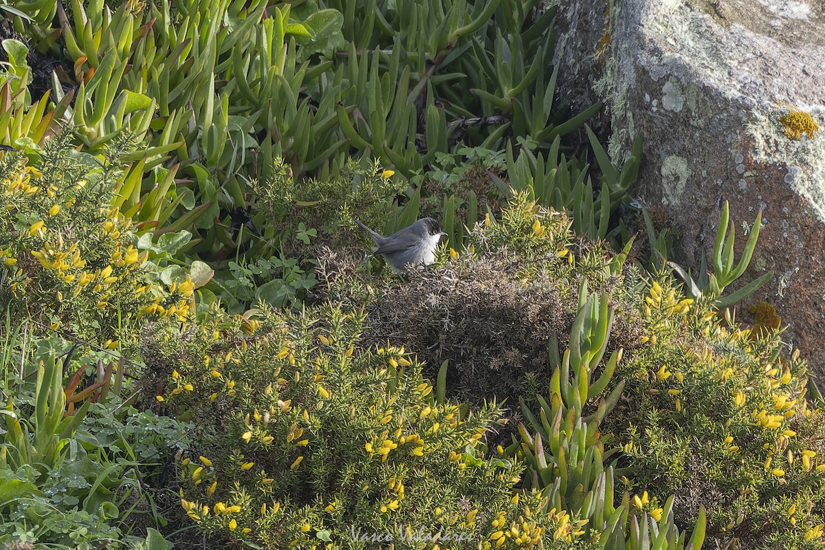 Samtkopf-Grasmücke - ML647315950