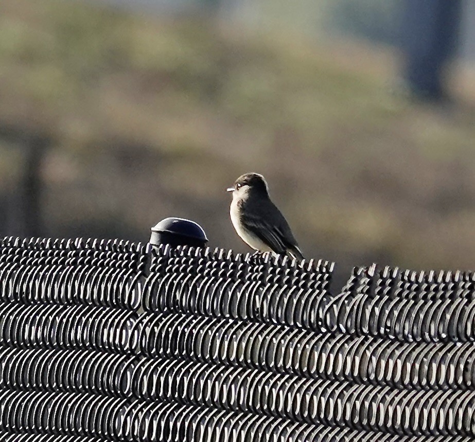 Eastern Phoebe - ML647315951