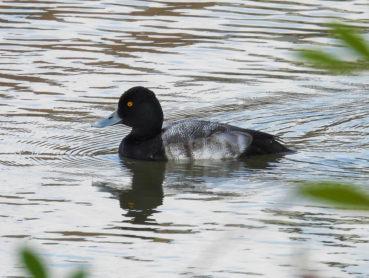 コスズガモ - ML647315964