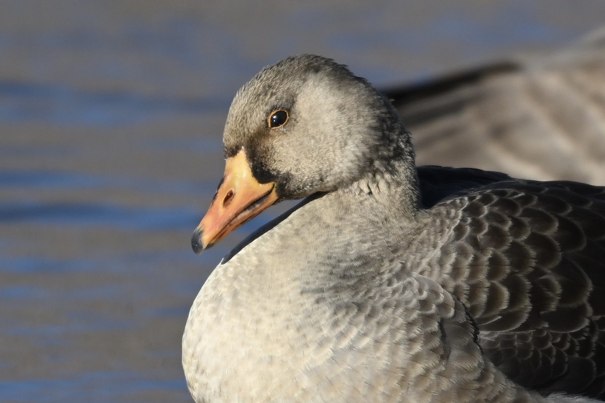 Greater White-fronted Goose - ML647315971