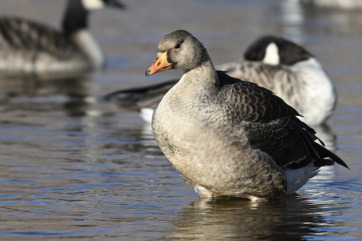 Greater White-fronted Goose - ML647315972