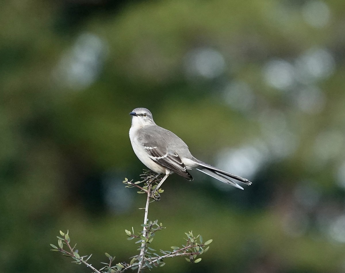Пересмішник багатоголосий - ML647315978