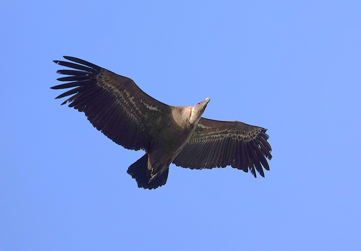 Eurasian Griffon - ML647316005