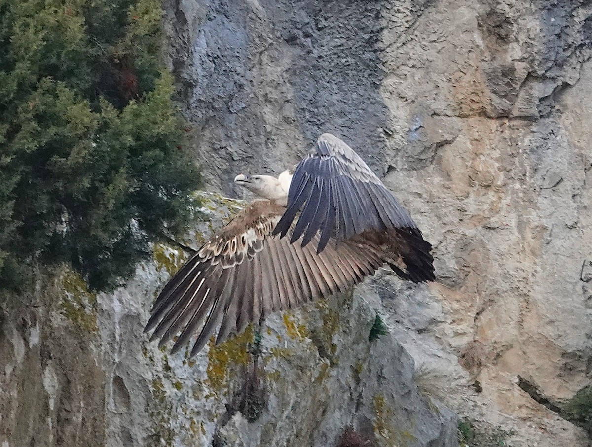 Eurasian Griffon - ML647316006