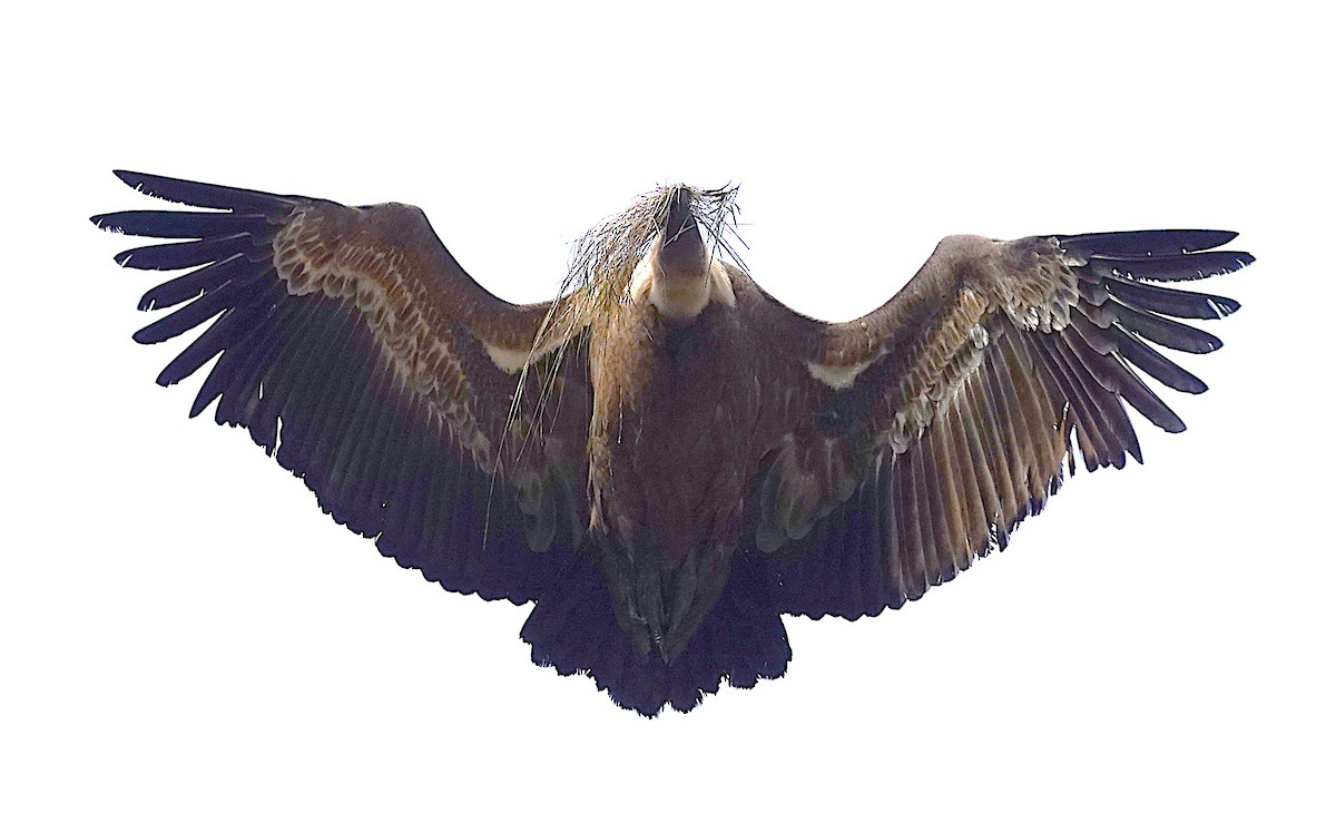 Eurasian Griffon - ML647316007