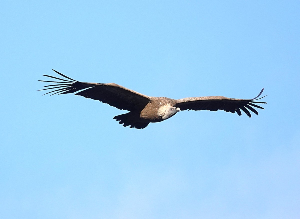 Eurasian Griffon - ML647316008