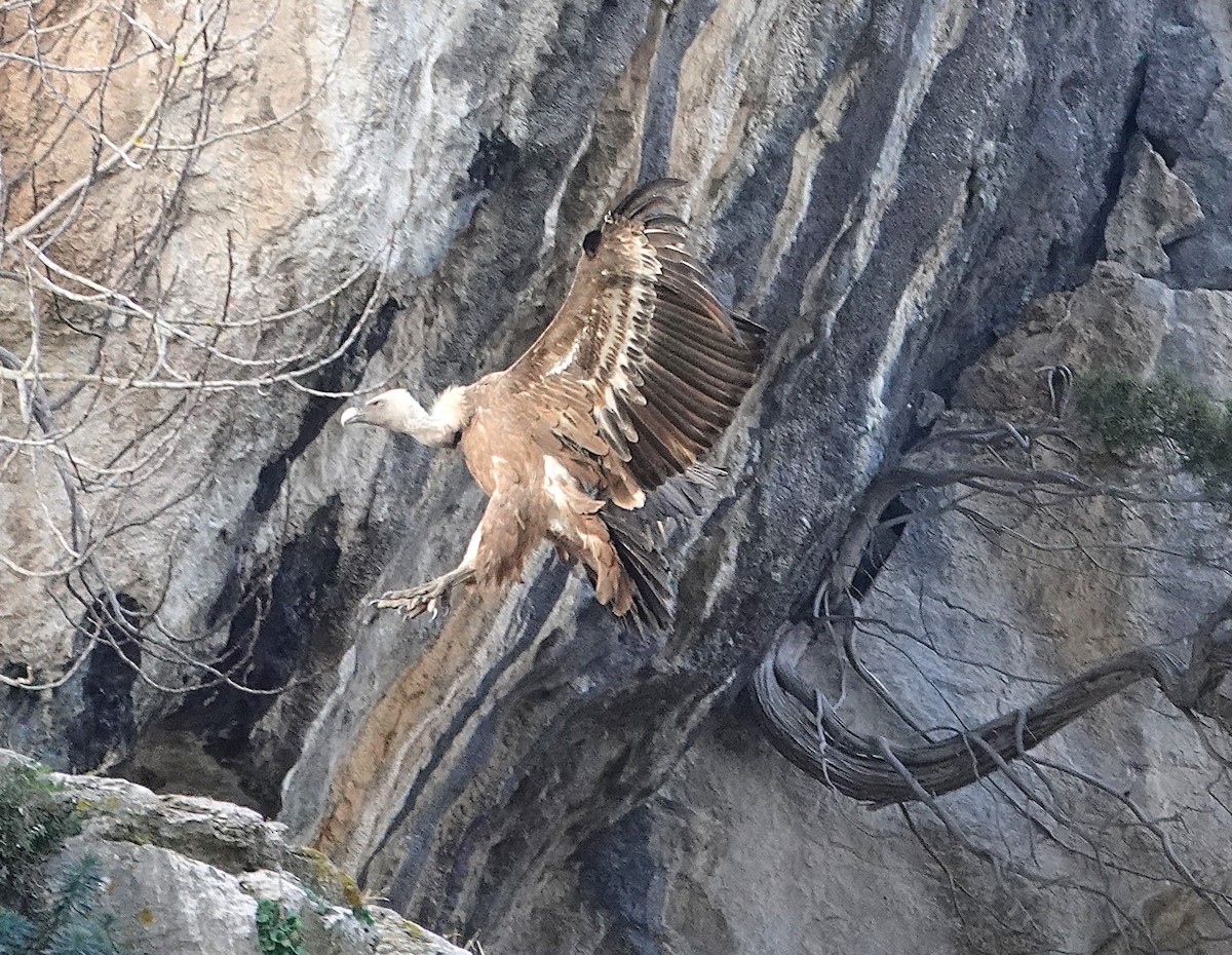 Eurasian Griffon - ML647316009