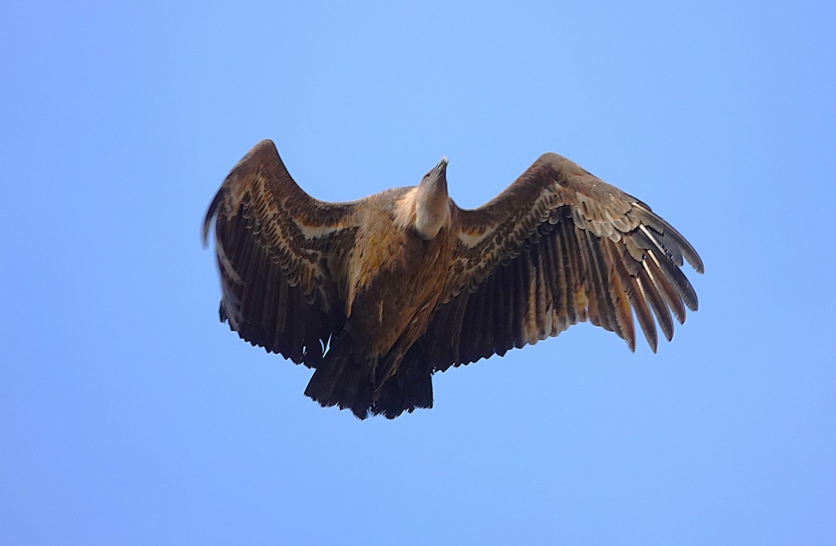 Eurasian Griffon - ML647316010