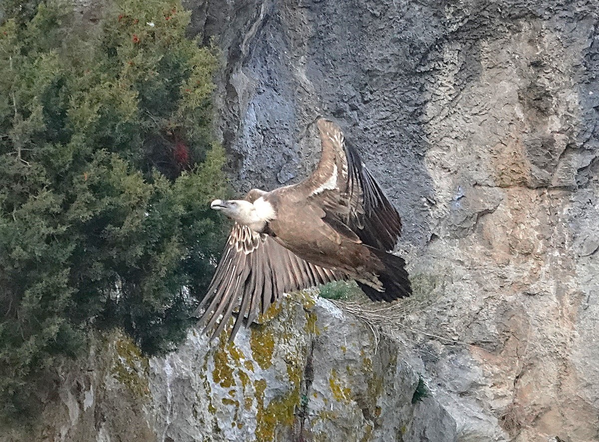 Eurasian Griffon - ML647316011