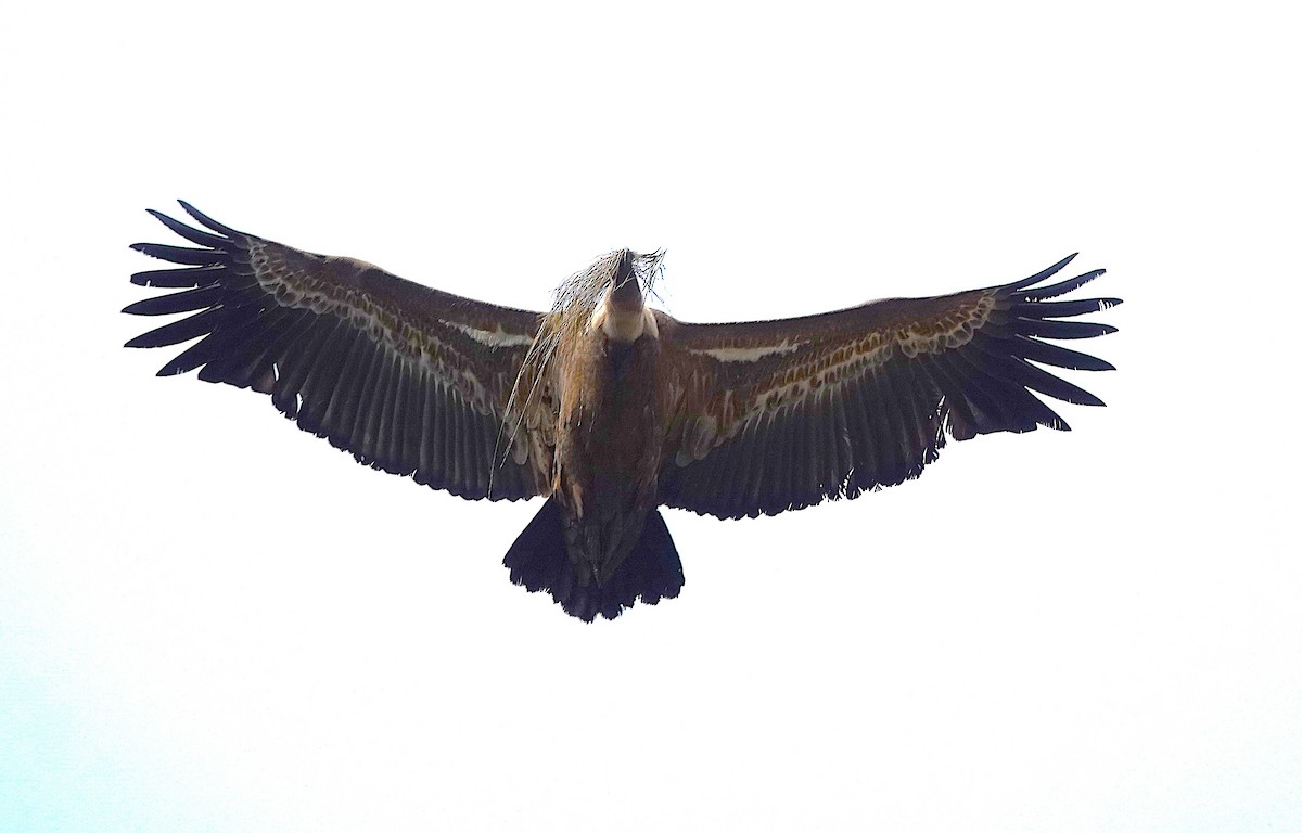 Eurasian Griffon - ML647316012