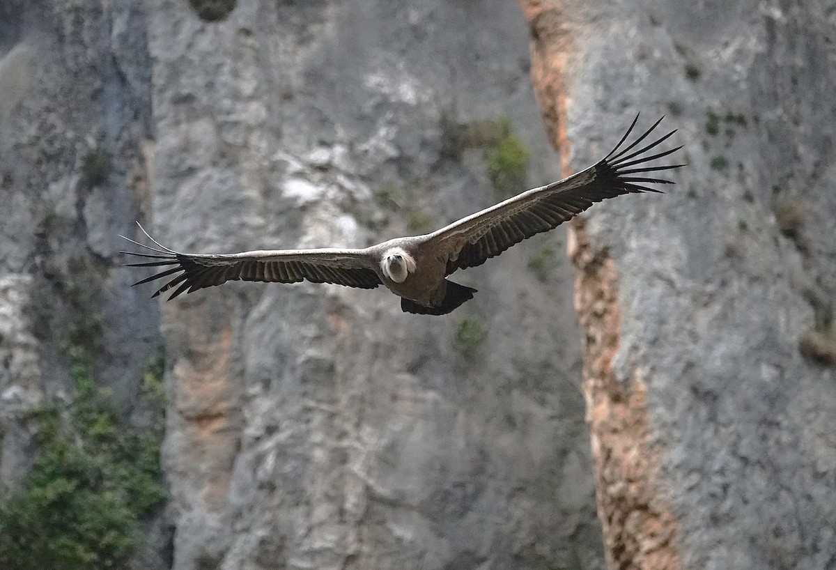 Eurasian Griffon - ML647316014