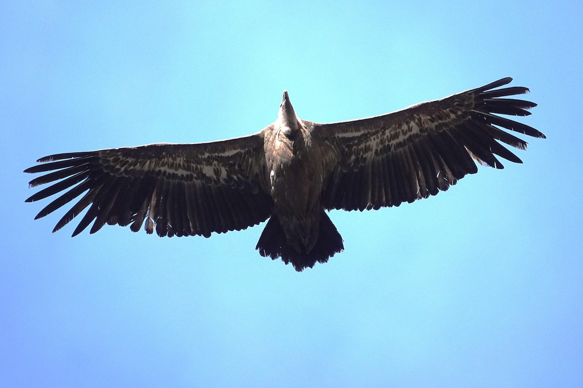 Eurasian Griffon - ML647316015