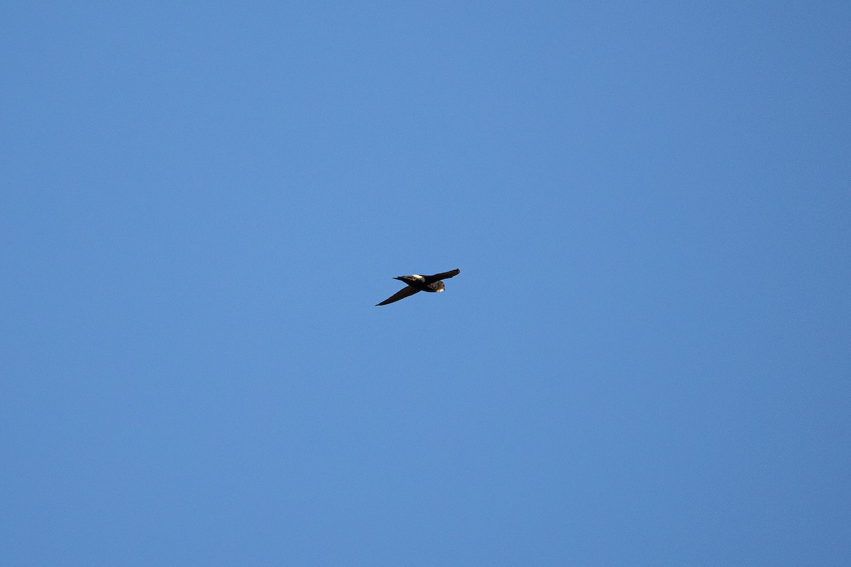 House Swift - ML647316018