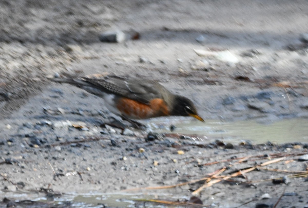 Göçmen Ardıç - ML647316047