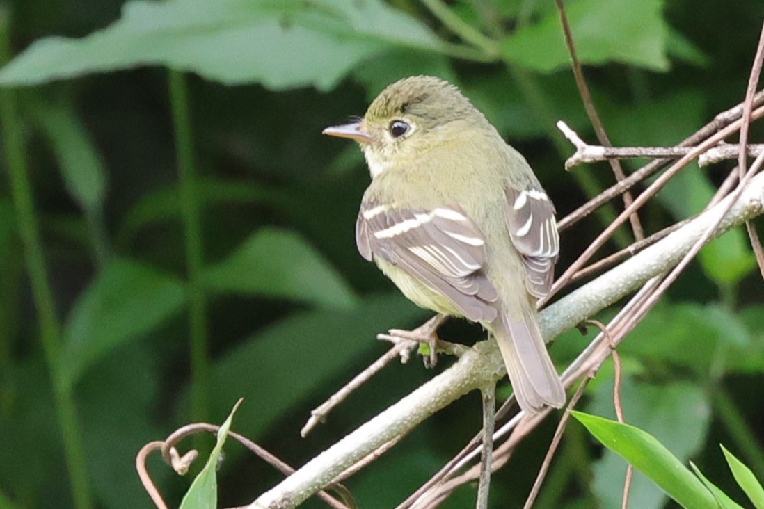 Yellow-bellied Flycatcher - ML647316054