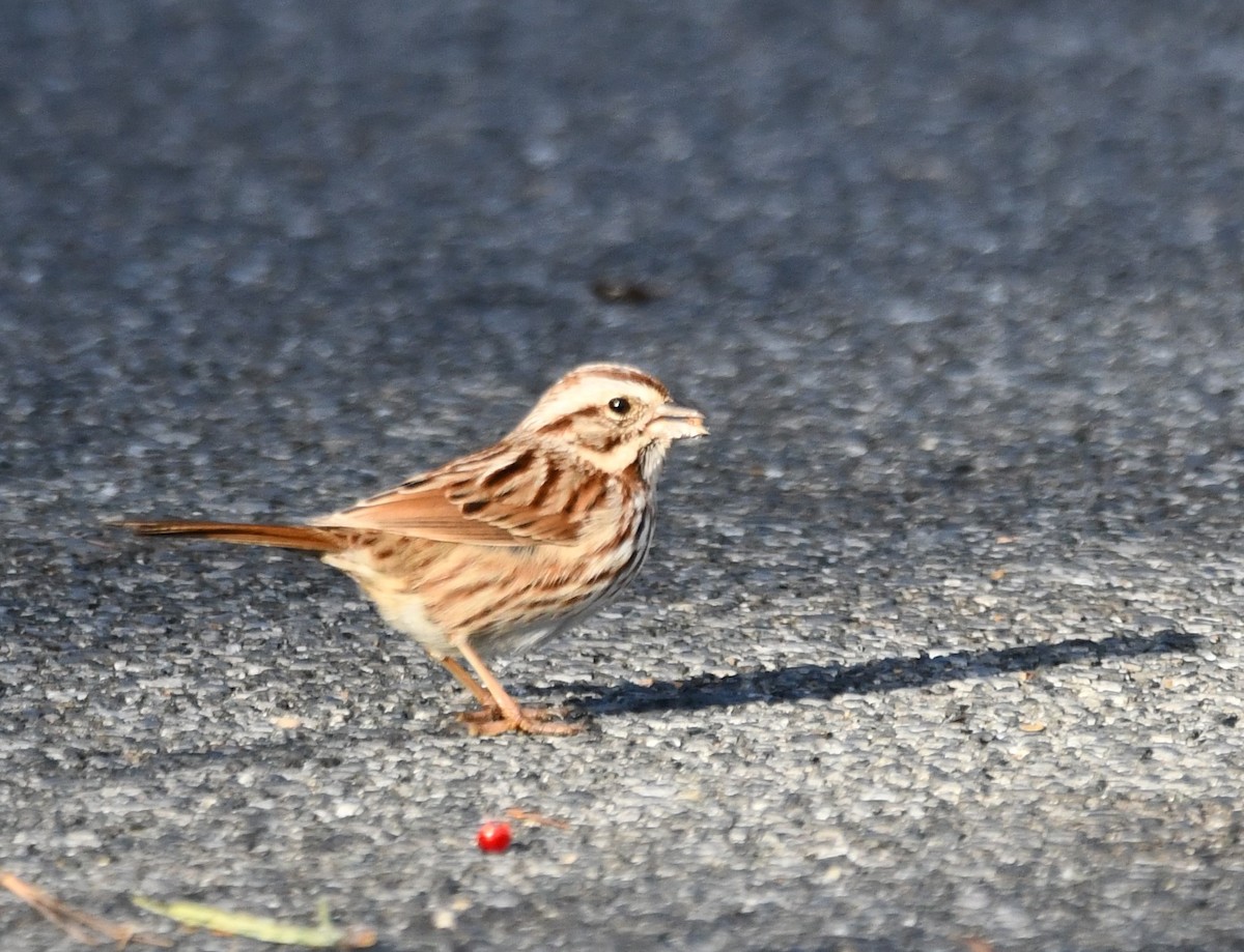 Ötücü Serçe - ML647316055