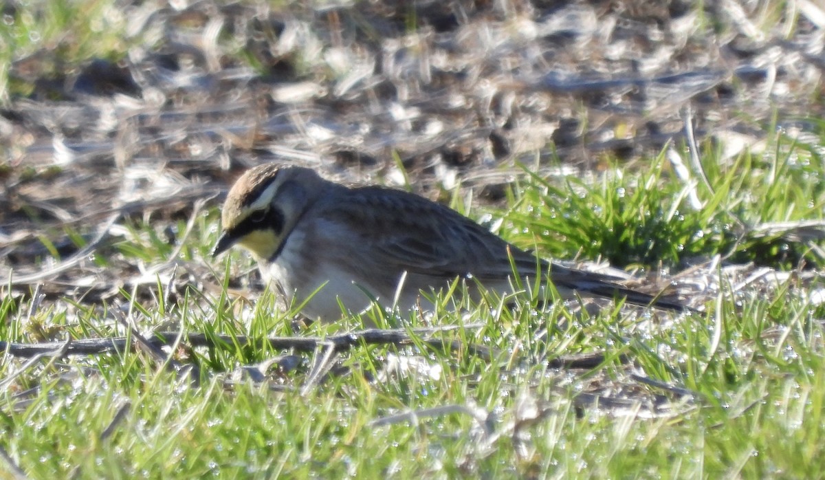 Horned Lark - ML647316061
