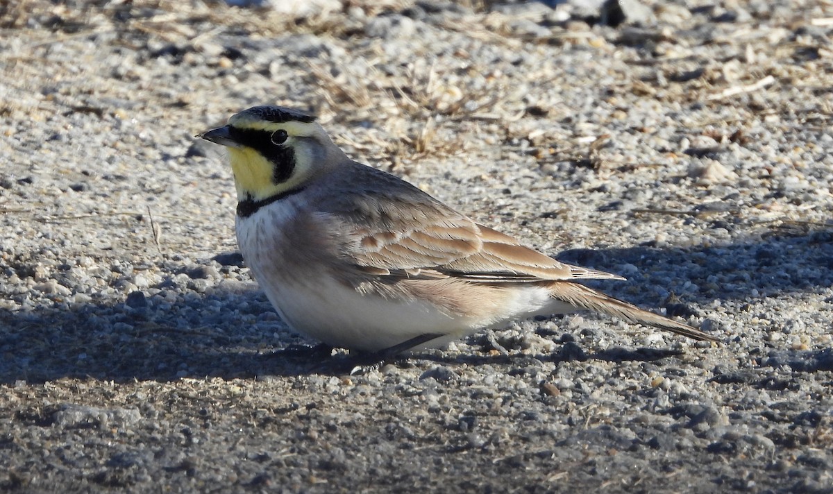 Horned Lark - ML647316066