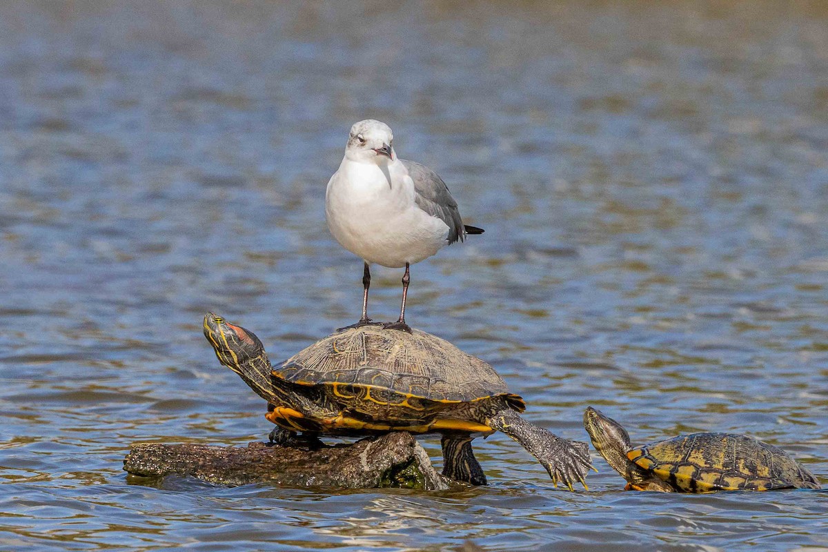 Laughing Gull - ML647316067