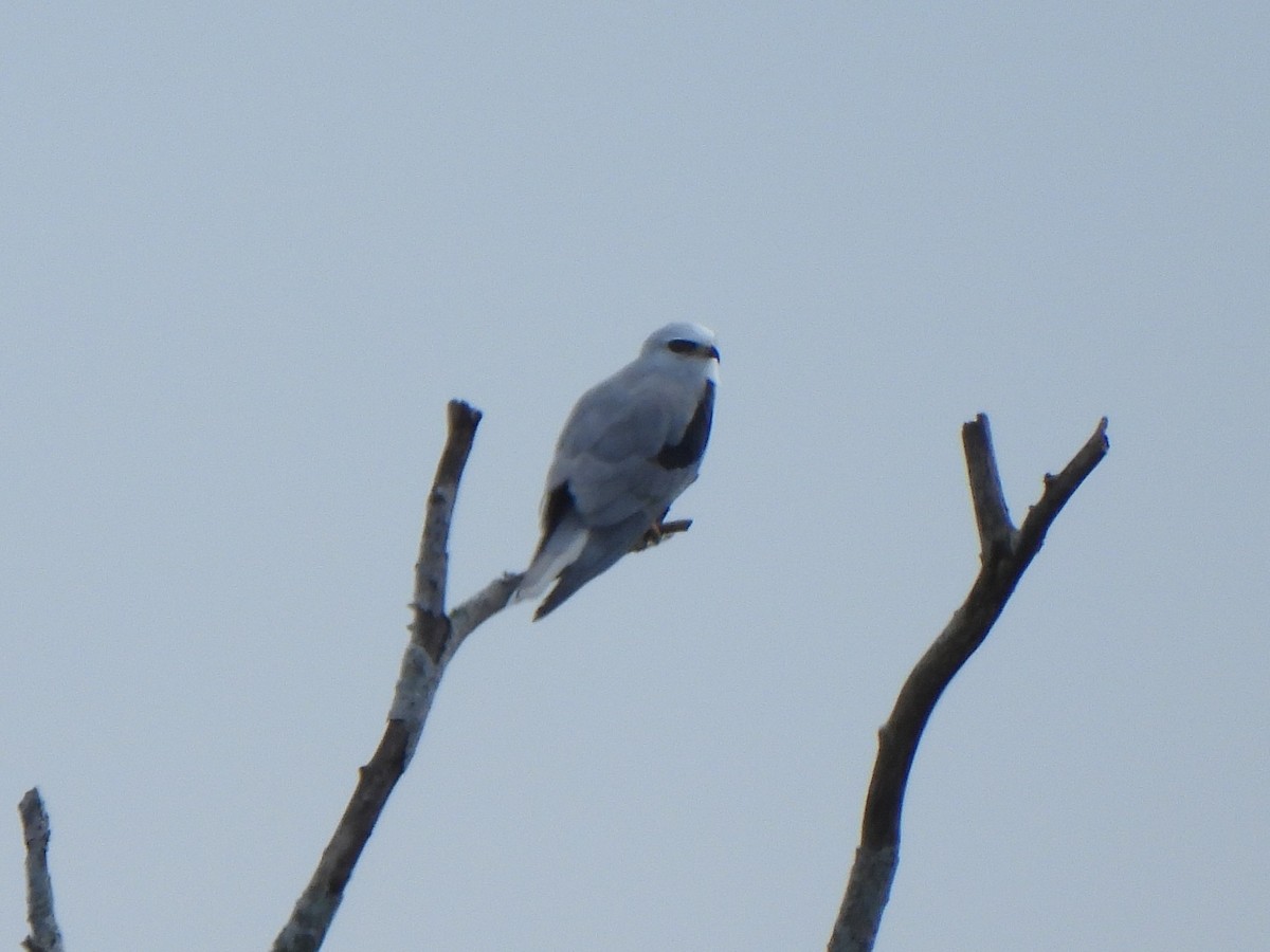 White-tailed Kite - ML647316076
