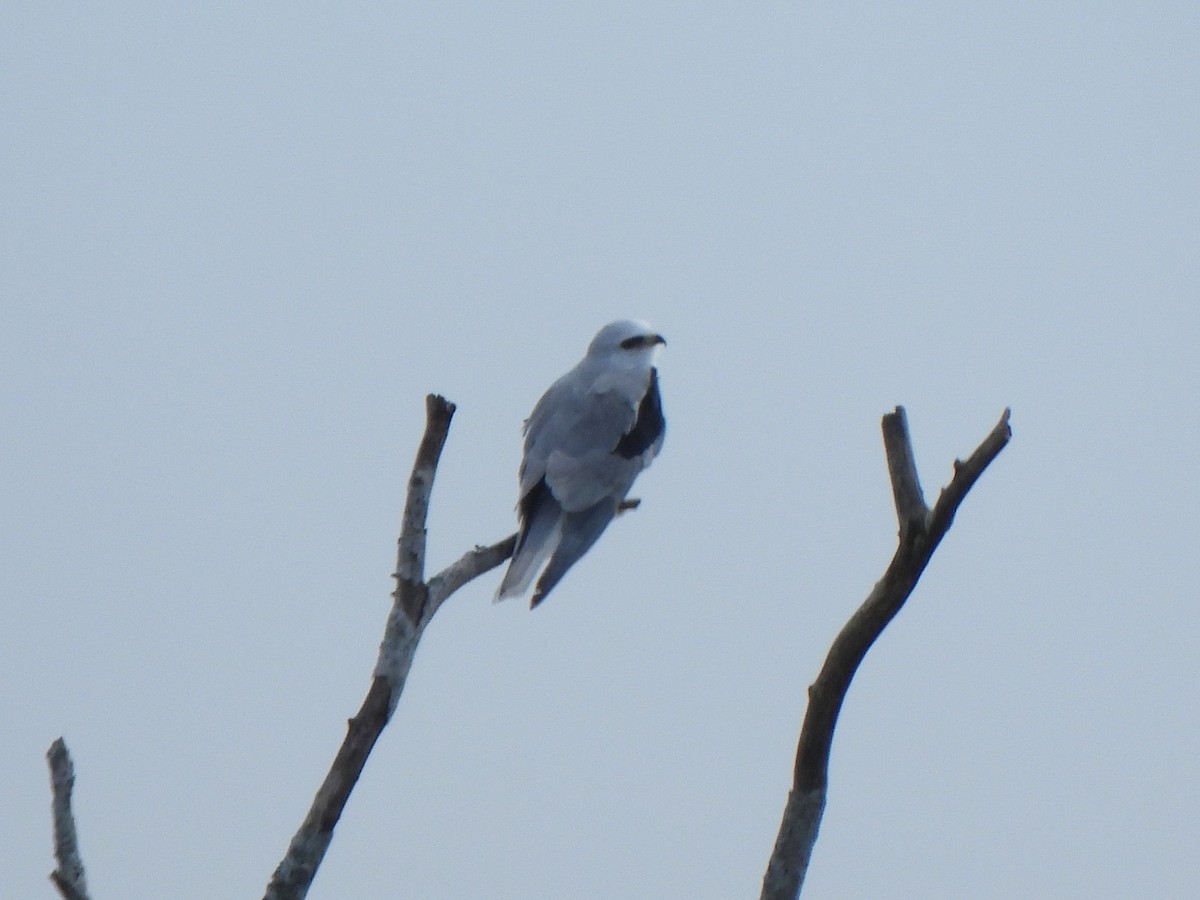 White-tailed Kite - ML647316077