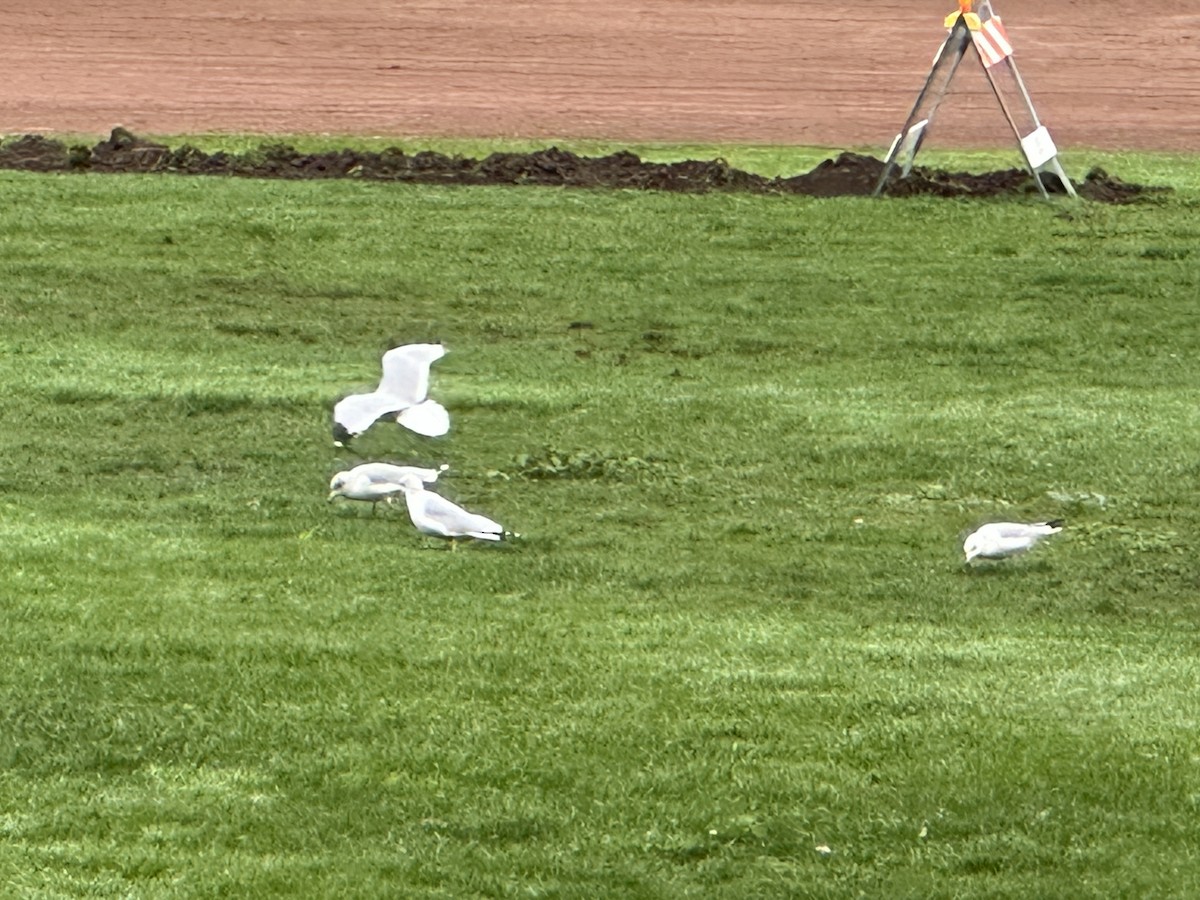Ring-billed Gull - ML647316080