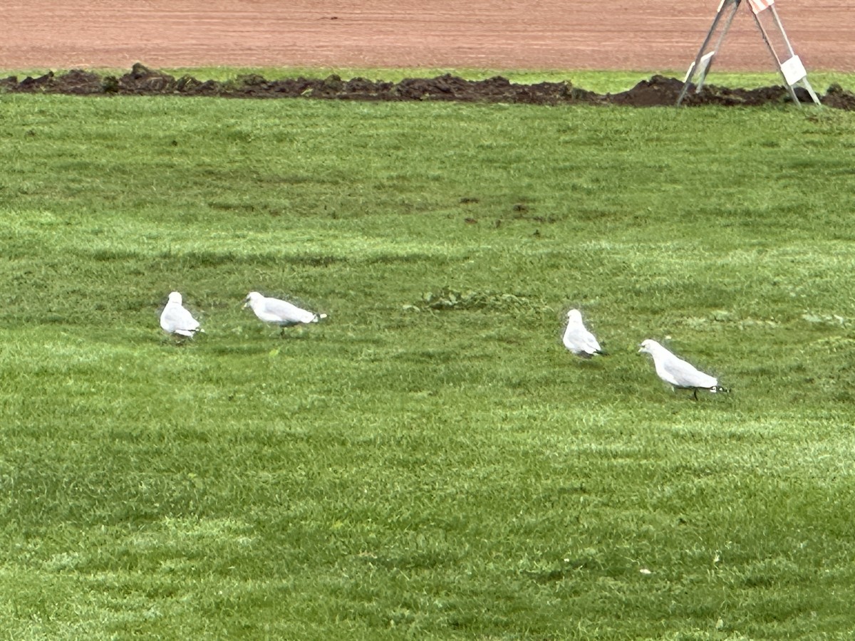 Ring-billed Gull - ML647316081