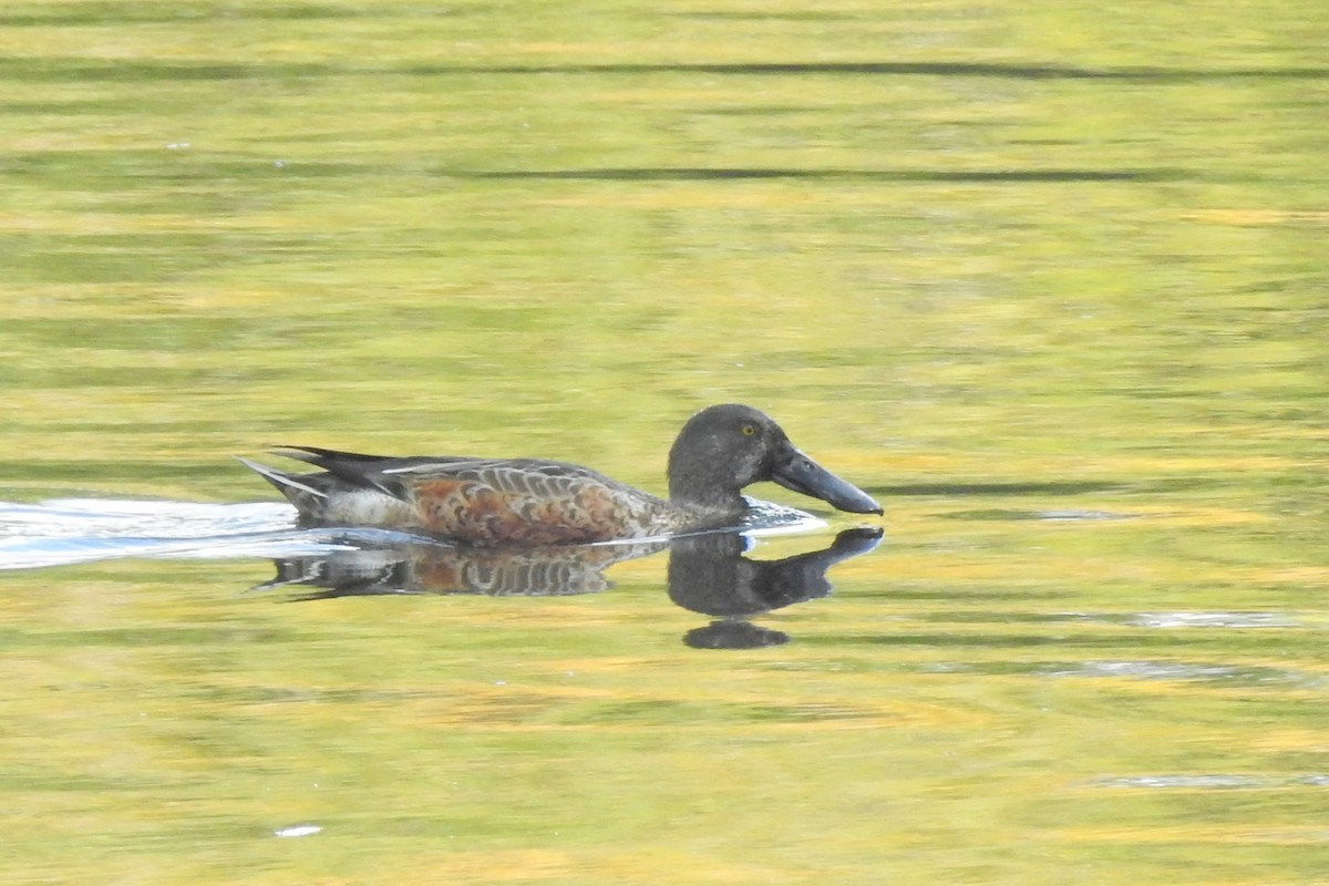 skjeand - ML647316082