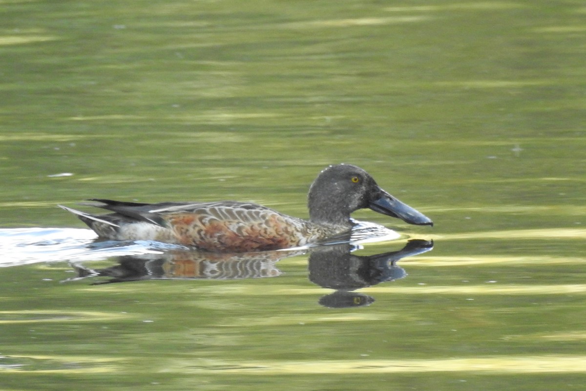 skjeand - ML647316083