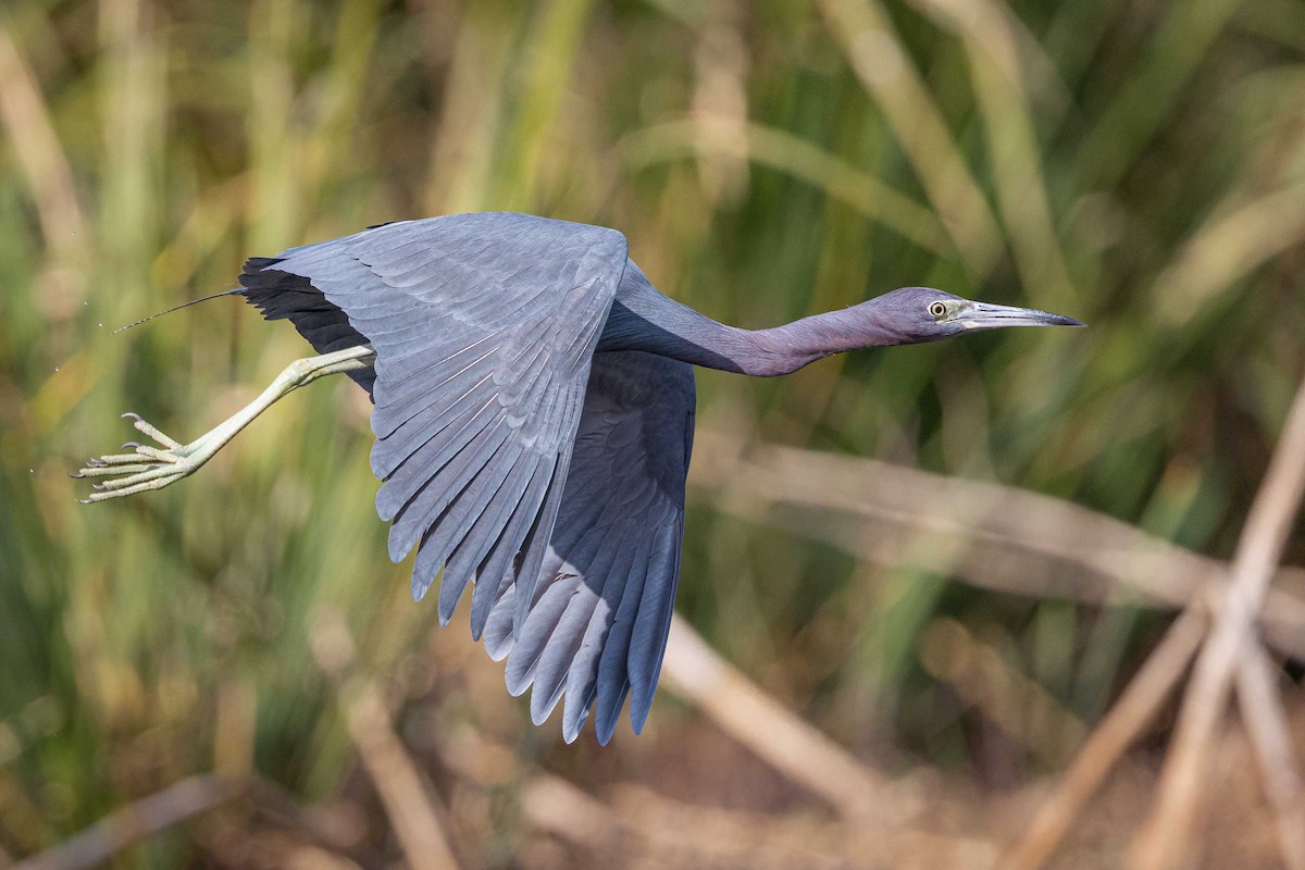 Little Blue Heron - ML647316084