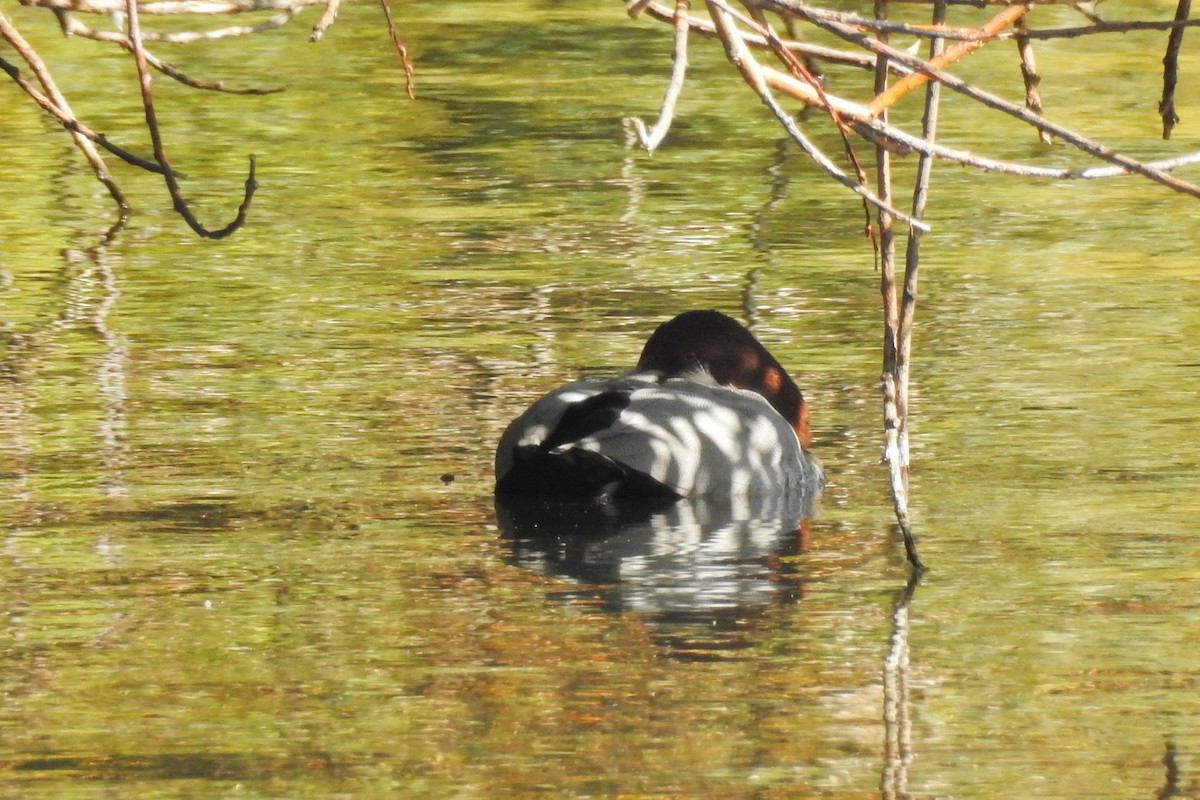 Common Pochard - ML647316085