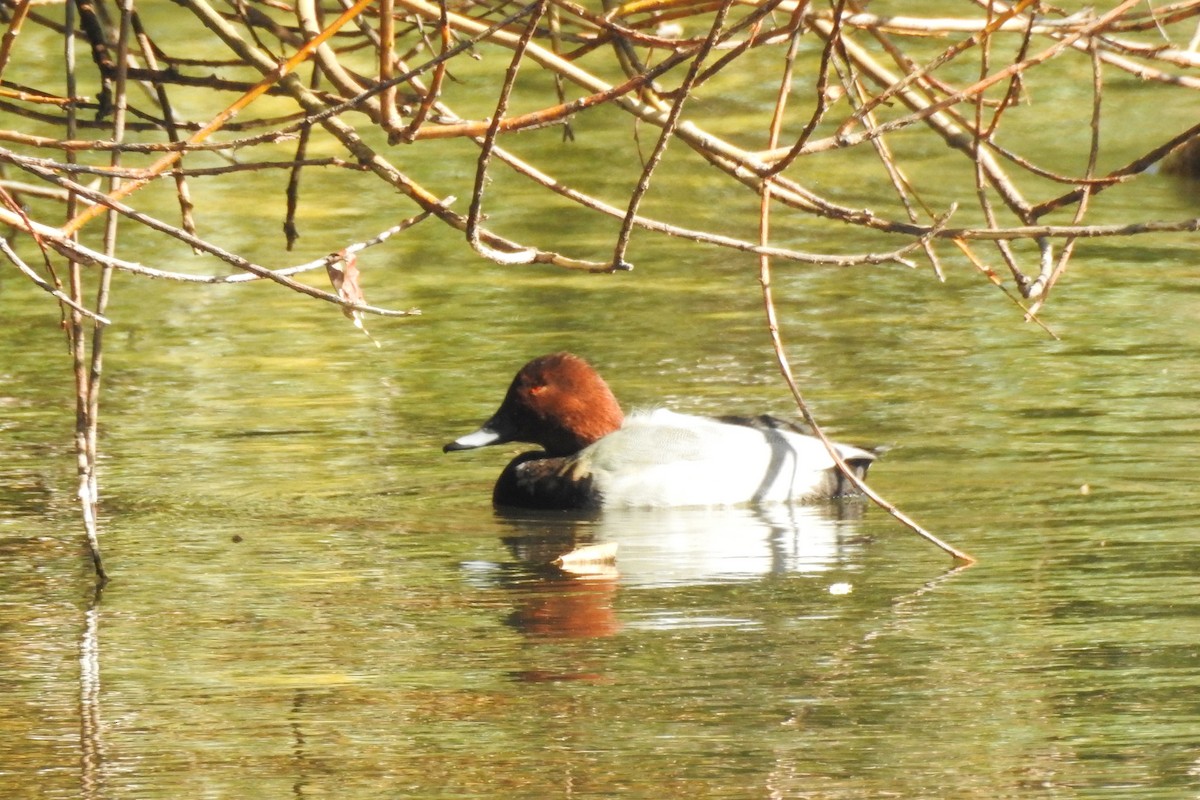 Common Pochard - ML647316086