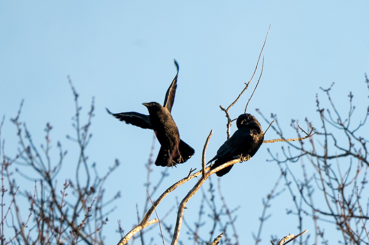 American Crow - ML647316088