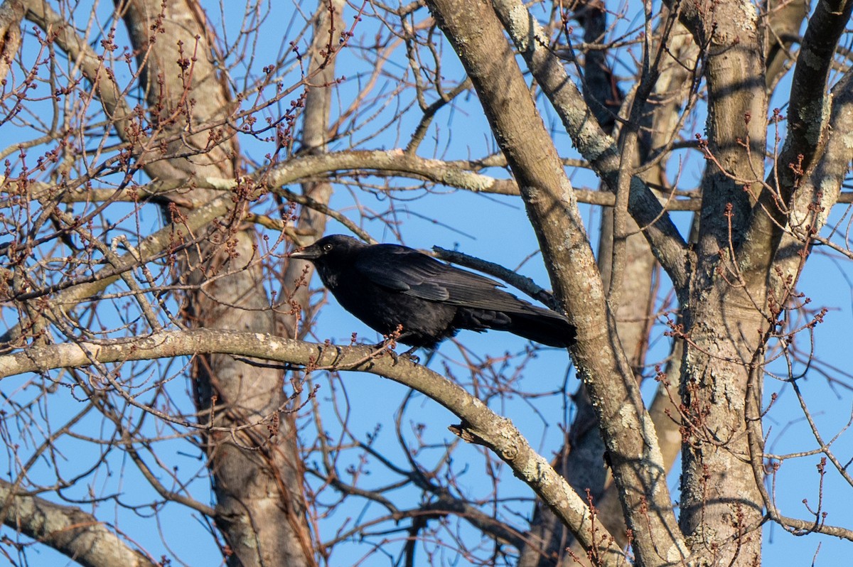 American Crow - ML647316089