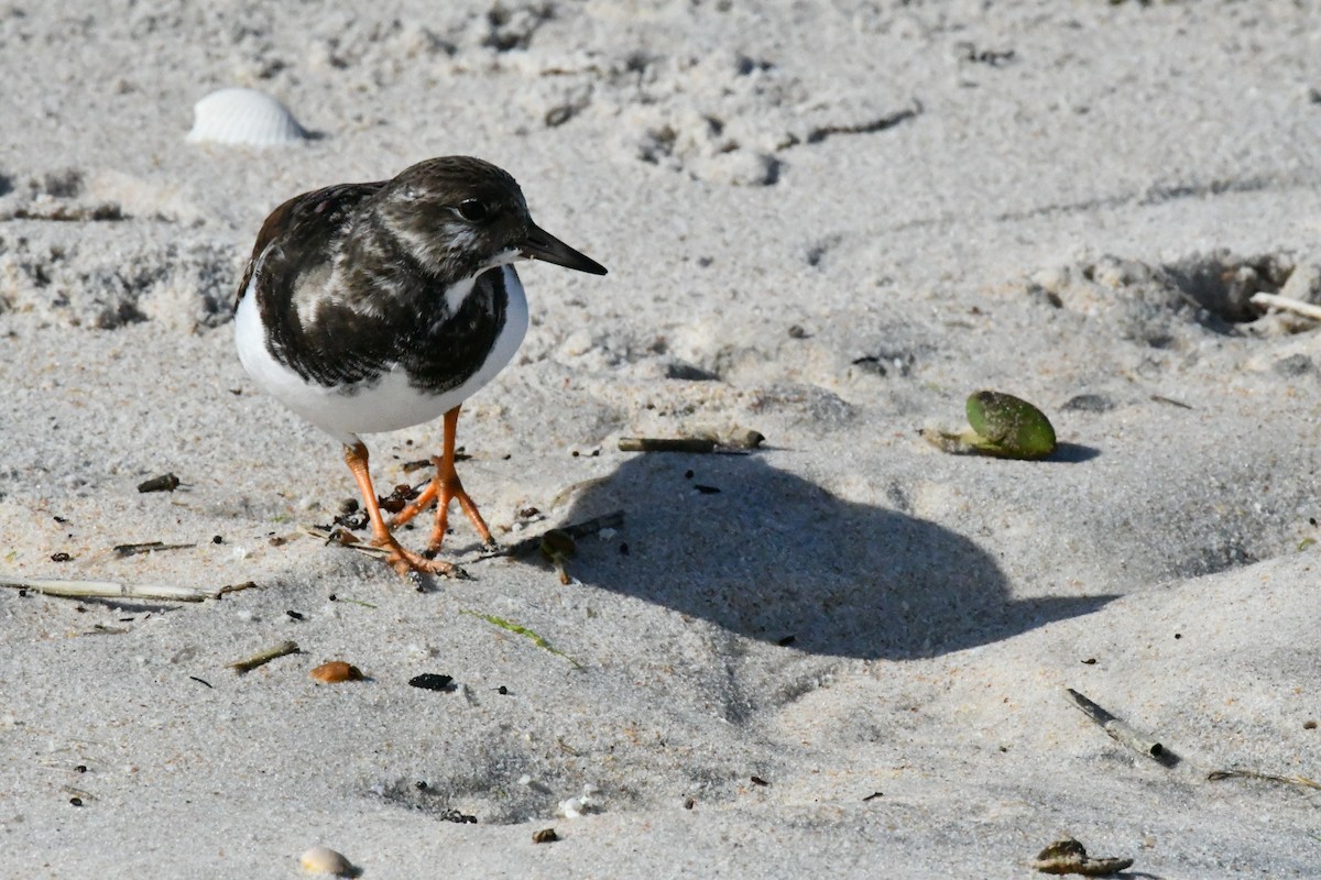 Ruddy Turnstone - ML647316090