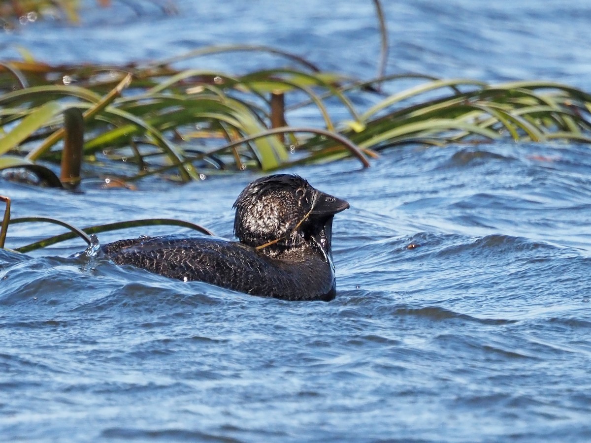 Савка сіра - ML647316092