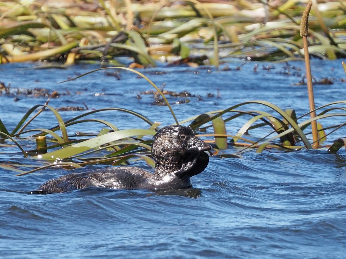 Савка сіра - ML647316094