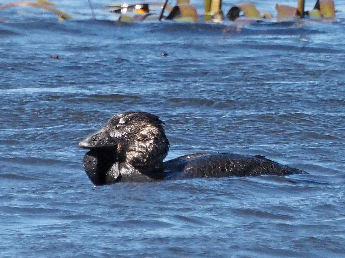 Савка сіра - ML647316096