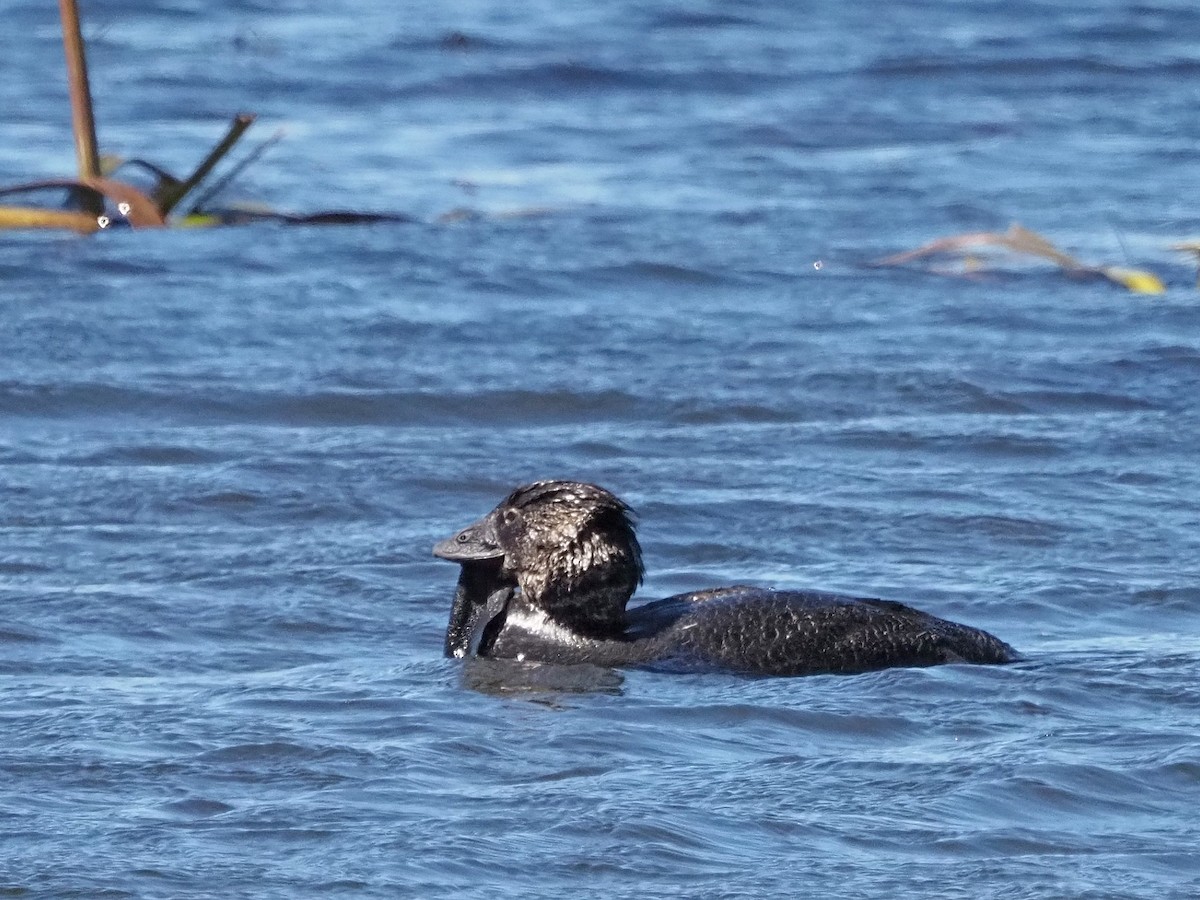 Савка сіра - ML647316097