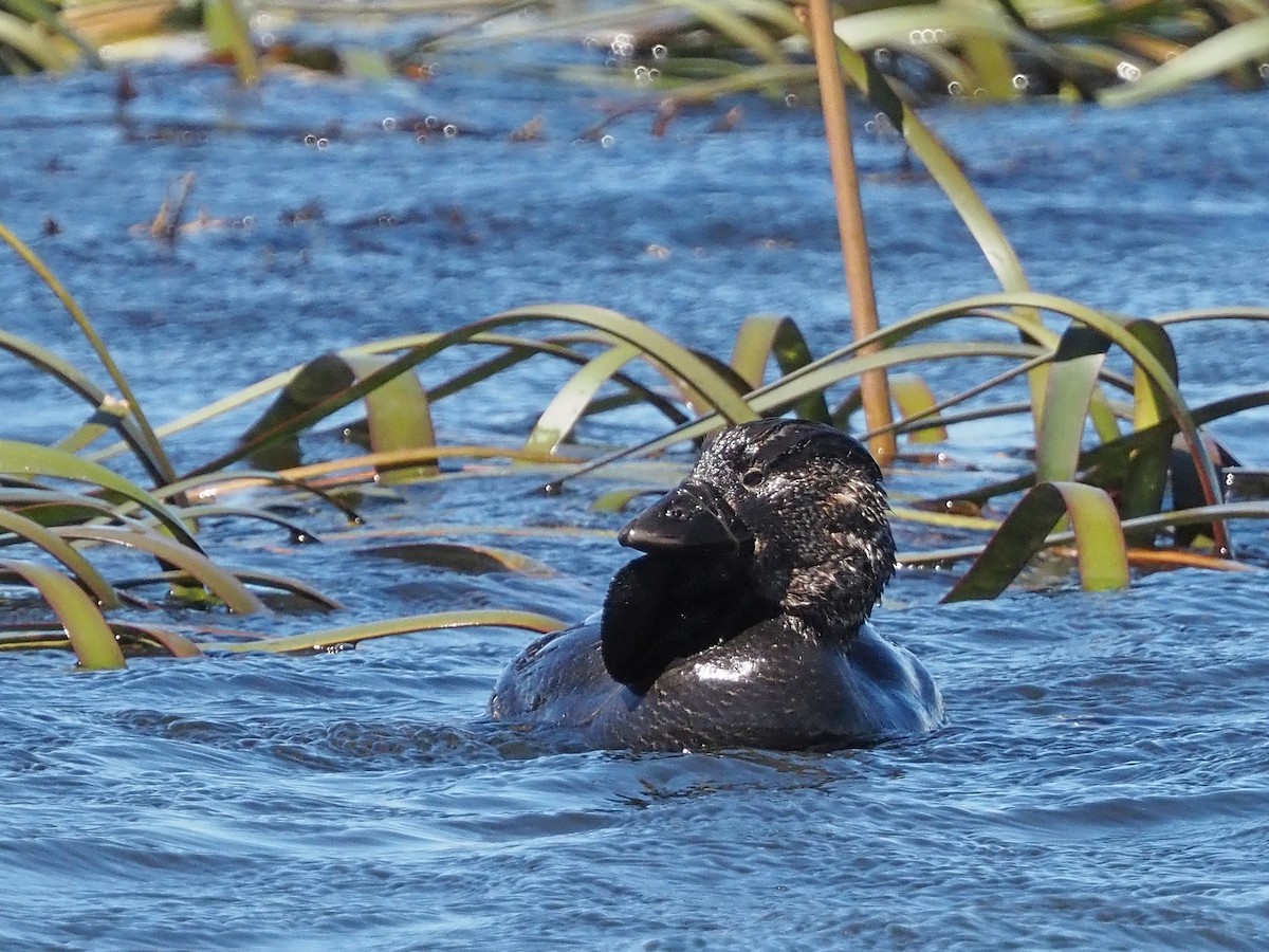 Савка сіра - ML647316098
